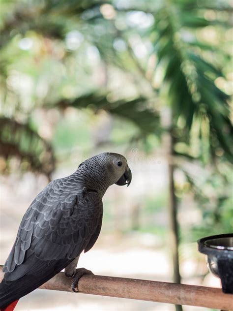 Parrot Jaco Spread His Wings Stock Photo - Image of jungle, plumage ...