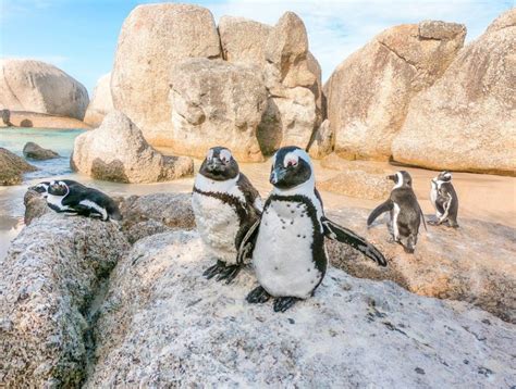 Zwemmen Met Pingu Ns In Zuid Afrika Beste Plek Foto S Tips