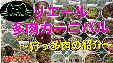 【多肉植物】【ベランダ多肉】【リエール多肉カーニバル】【狩っ多肉の紹介】ここにゃんたベランダチャンネルvol115 Youtube