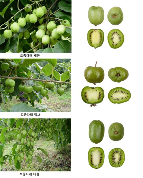 산림과학원 토종다래 신품종 3종 농가 보급 충북과 나의 연결고리 충북일보