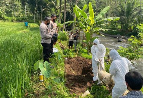 50 Bangkai Kambing Dibuang Di Sungai Serang Semarang Polisi Buru Pelakunya