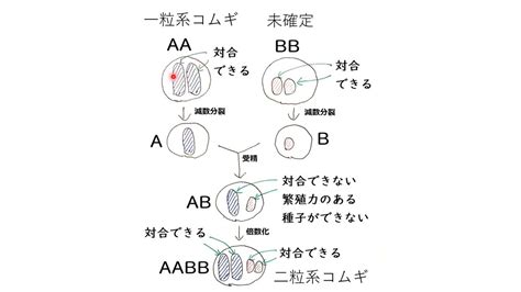 倍数化によるコムギの進化 高校生物発展 Youtube