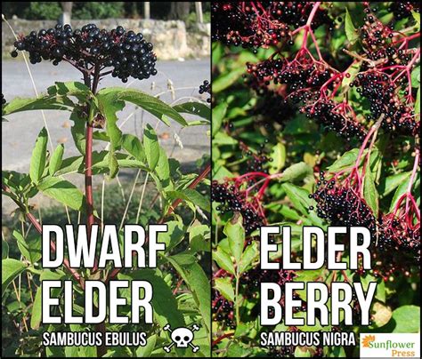 The Sunflower Press Elderberry Wild Edibles Natural Herbs