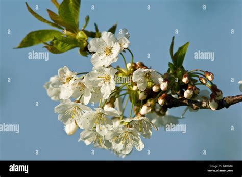 Wild Cherry blossom Stock Photo - Alamy