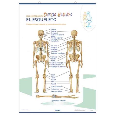 Anatomia De Esqueleto Humano Dinami