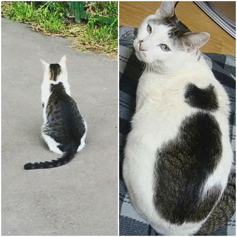 25 Strange Looking Cats That Are Truly Fascinating To Look At