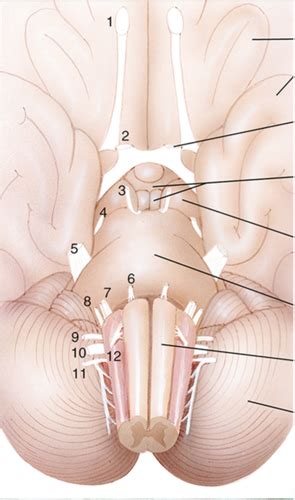 Foundations In Neuroscience Cranial Nerves Flashcards Quizlet