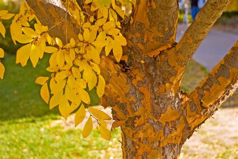 Many Trees Provide Oklahoma Fall Color Cleveland County Master