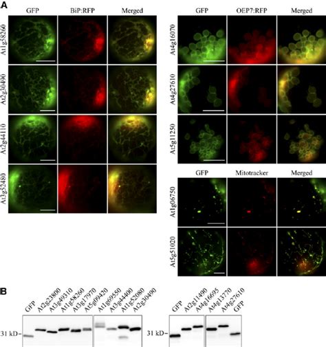 In Vivo Localization Of Gfp Fusion Constructs In Protoplasts Download Scientific Diagram