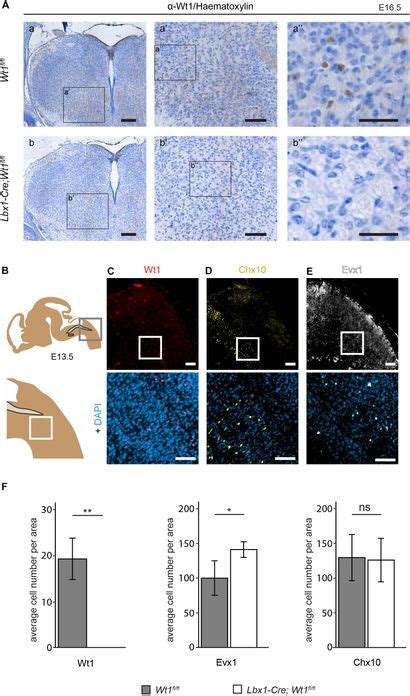 Frontiers Wt1 Positive Db4 Neurons In The Hindbrain Are Crucial For