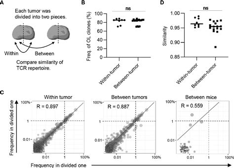 Frontiers Proportional Tumor Infiltration Of T Cells Via Circulation