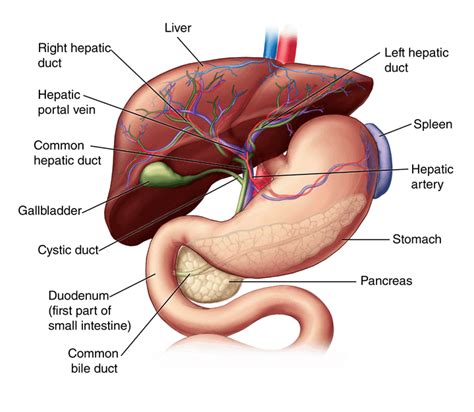 Enlarged Liver Hepatitis