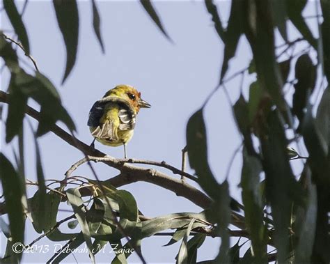 Western Tanager-Male profile – Circadianreflections Blog