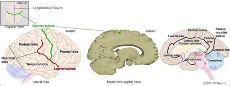 Lateral Fissure Brain