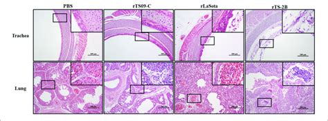 Histopathological Analysis Of Tissue Samples From Spf Chickens