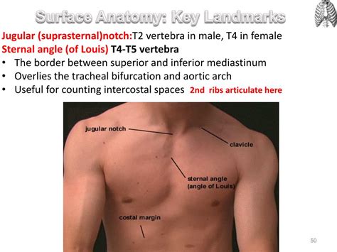 Ppt Vertebral Column Ribs And Sternum Powerpoint Presentation Id2194144