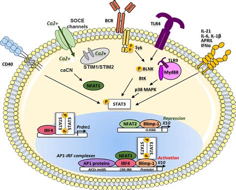 Frontiers Molecular Mechanisms Driving Il 10 Producing B Cells