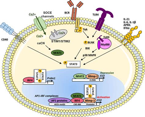 Frontiers Molecular Mechanisms Driving Il Producing B Cells