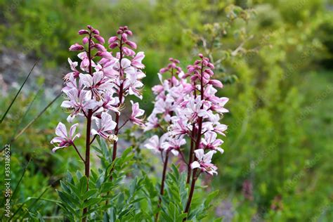 Pink Flowers Of Wild Plant Diptam Dictamnus Albus Or Burning Bush Or