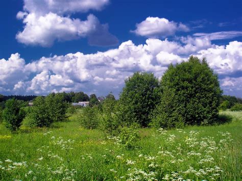 Gambar Pemandangan Pohon Hutan Gunung Awan Menanam Langit Bidang Halaman Rumput