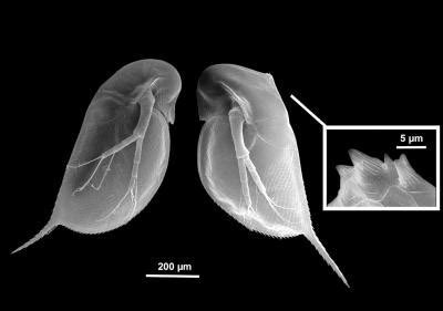 Daphnia Is First Crustacean To Have Ge EurekAlert