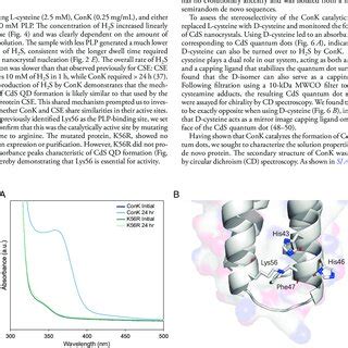 De Novo Protein Conk And Binding To Plp A Crystal Structure Of Wa