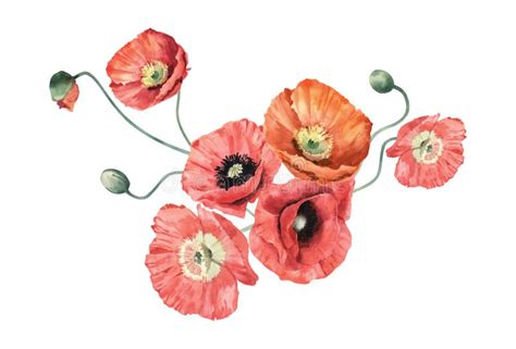 Watercolor Bouquet With Icelandic Poppies Stock Photo Image Of Floral