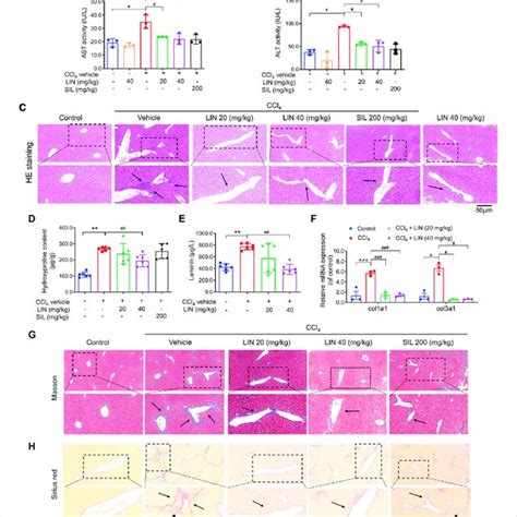 Lin Attenuated Ccl Induced Hepatic Injury And Fibrosis In Mice A