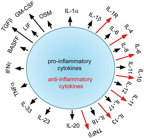 Pro And Anti Inflammatory Cytokines As The Name Suggests Trigger Pro