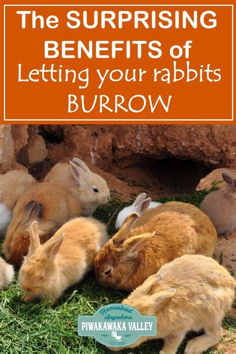 Surprising Health Benefits To Allowing Rabbits To Burrow In Dirt