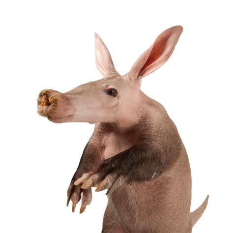 Aardvark Png Transparent Images