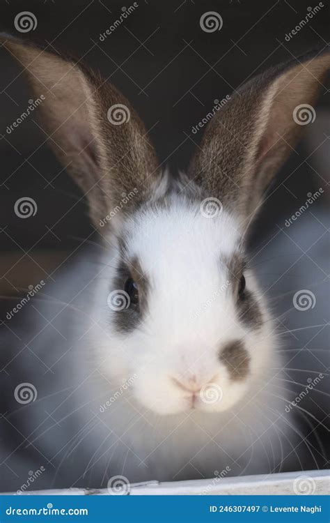 Close Up Shot Of White Rabbit And Brown Spots Stock Image Image Of