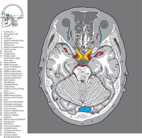 5 Transverse Sections Radiology Key