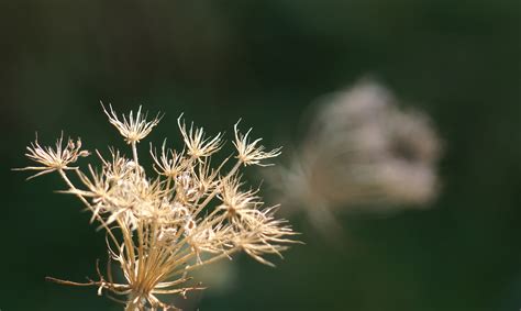 Dry Grass Flower Free Image Download