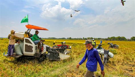 Nusabali Target Produksi Beras Tahun