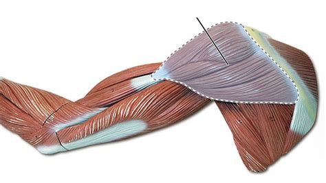 Anatomy Lab Upper Extremity Muscles Identification Flashcards Quizlet