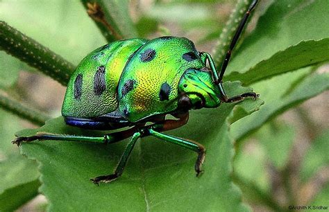 Creepy, Crawly Bugs! | Zumbrota Public Library