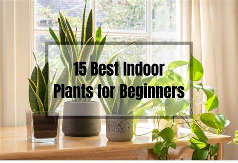 15 Best Indoor Plants for Beginners: Tips & Care Guide - Gardening Flow