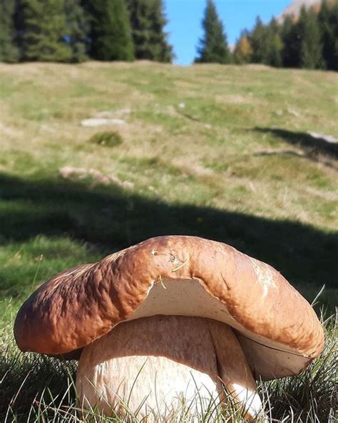 Funghi Che Passione On Instagram Questo Autunno Che Regala Emozioni D