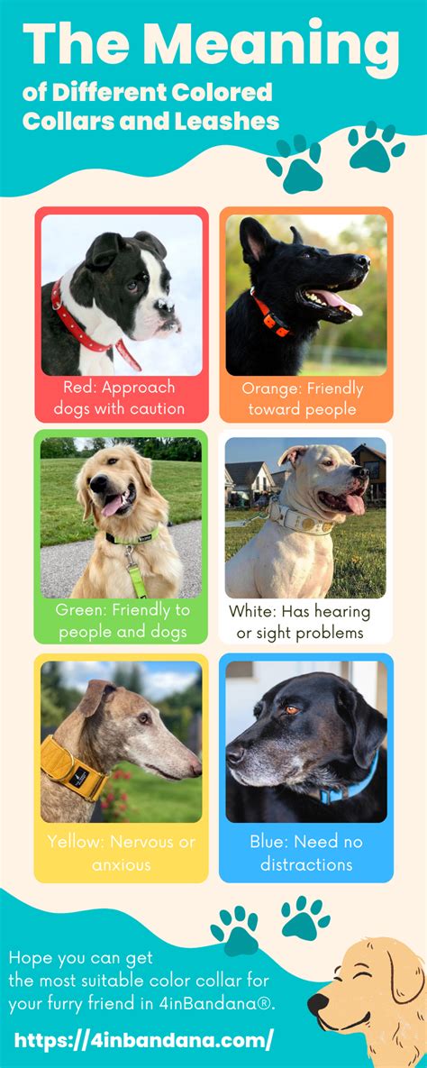What Do Dog Collar Colors Mean