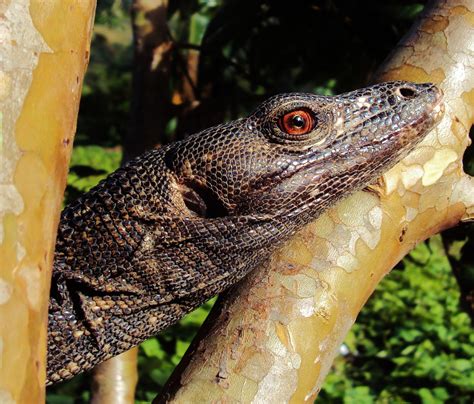 Biodiversity Capiz: Water Monitor Lizard