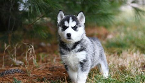 Arriba Images Lobo Siberiano Cachorro Precio Viaterra Mx