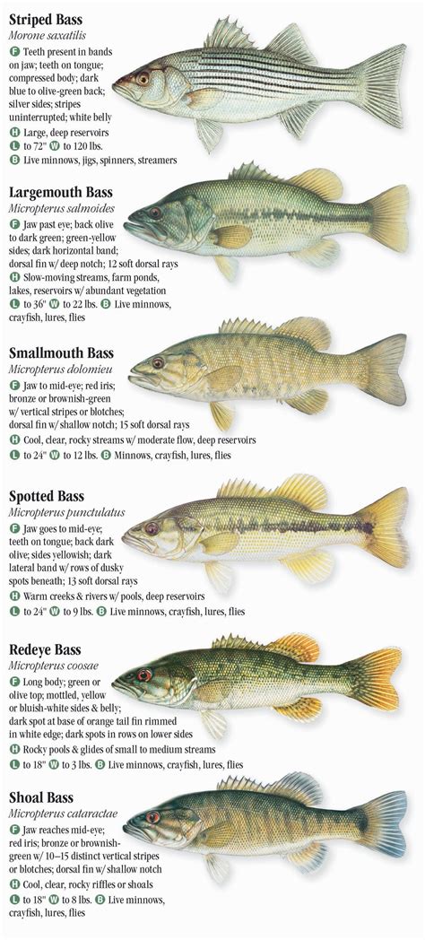 Incredible Fish Species In The Mississippi River References