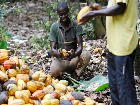 Cacao En C Te D Ivoire Le Prix La V Rit Et Les Manipulations