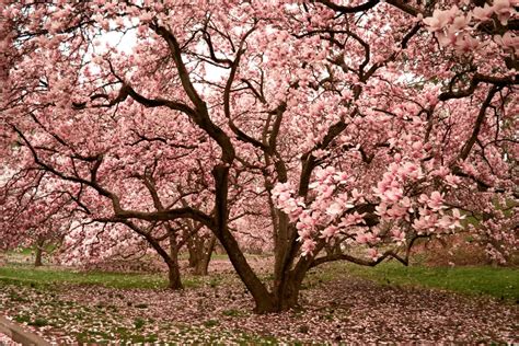 Bomen Met Roze Bloesem Zo Mooi Fleur Flower