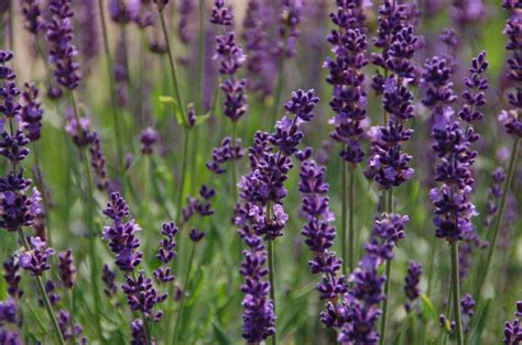 Lavender ‘phenomenal Garden Housecalls