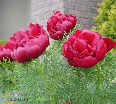 Саженцы пиона Рубра Плена (Rubra Plena) купить в Москве и Подмосковье в ...