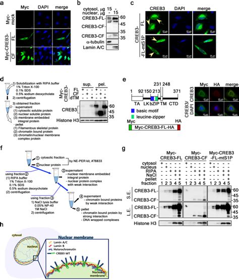 Dysregulated CREB3 Cleavage At The Nuclear Membrane Induces Karyoptosis