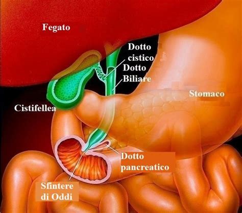 Vie Biliari E Cistifellea