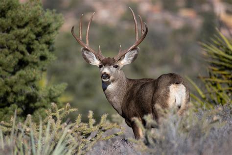 Wild Profile Meet The Mule Deer Cottage Life